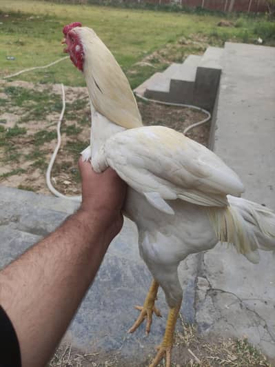 white Aseel Heera murgha