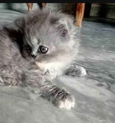 5 beautiful Persian kittens available for sale.