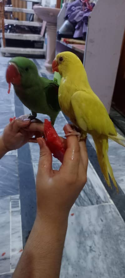 for sale