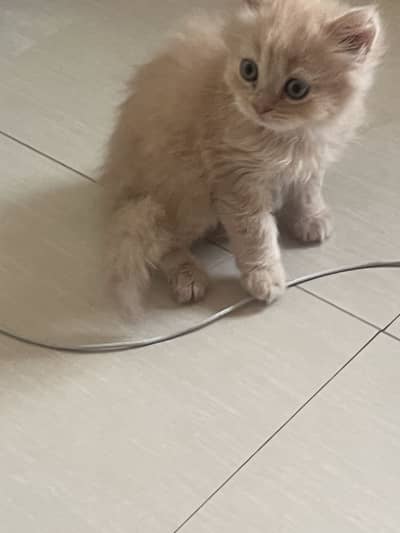 Triple coat doll face male kitten for sale