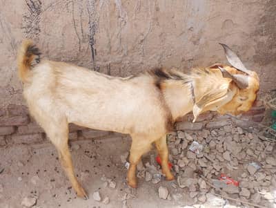 assalamualaikum 2 dant Bakra for sale andu Bakra