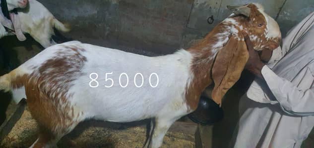 QURBANI K LEAY BAKREY (GHAR K PALTU)