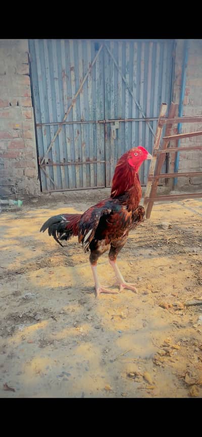Breader male for sell