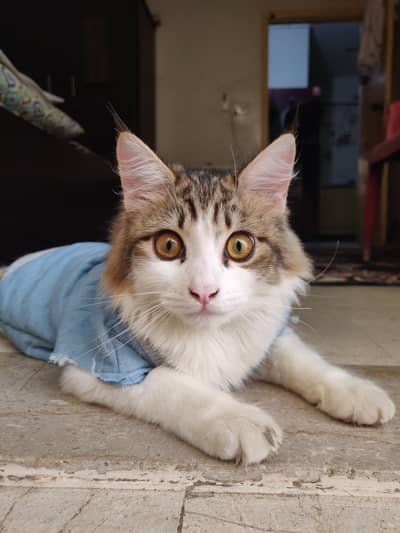 male cat