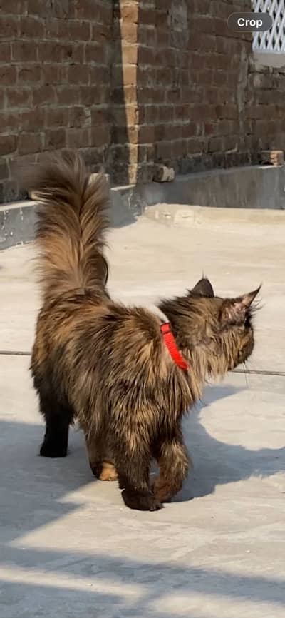 Russian cat