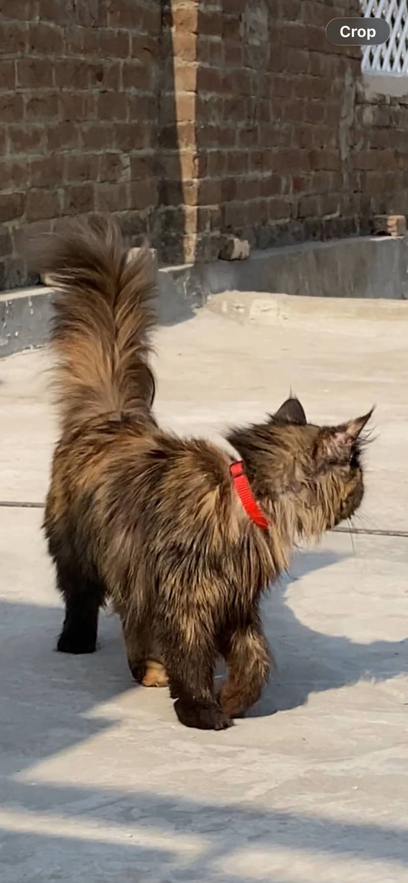 Russian cat 0