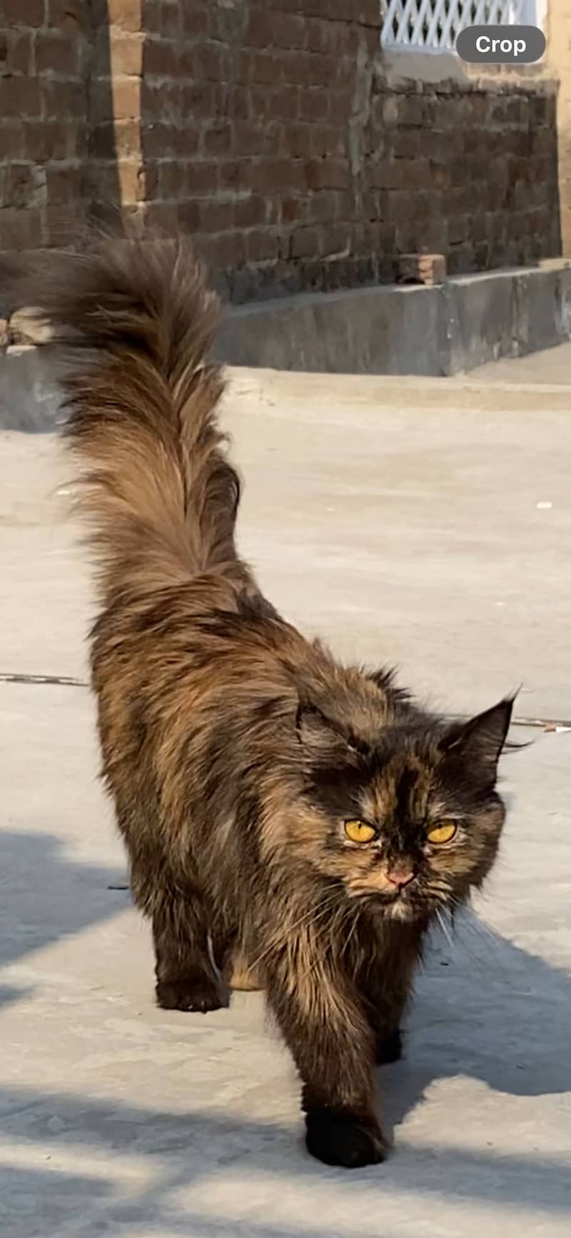Russian cat 1