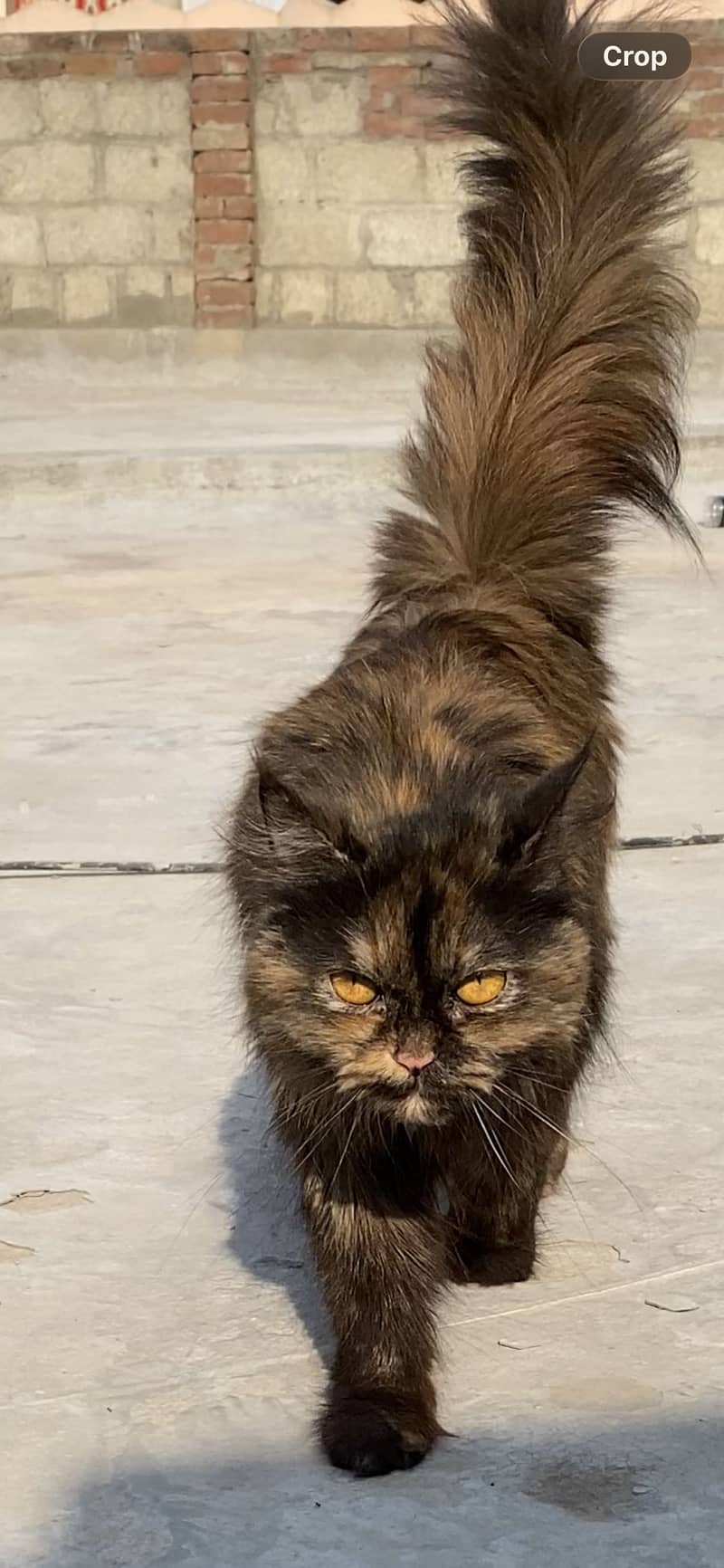 Russian cat 2
