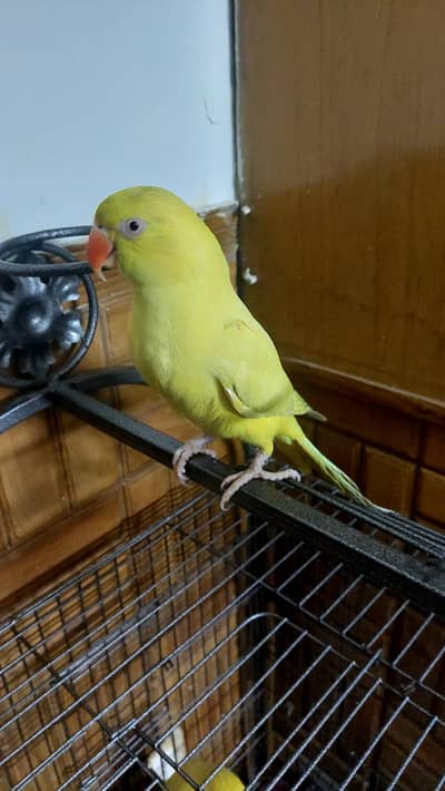 tame yellow beautiful lenghty fenale