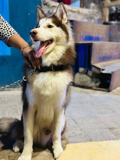 Husky dog