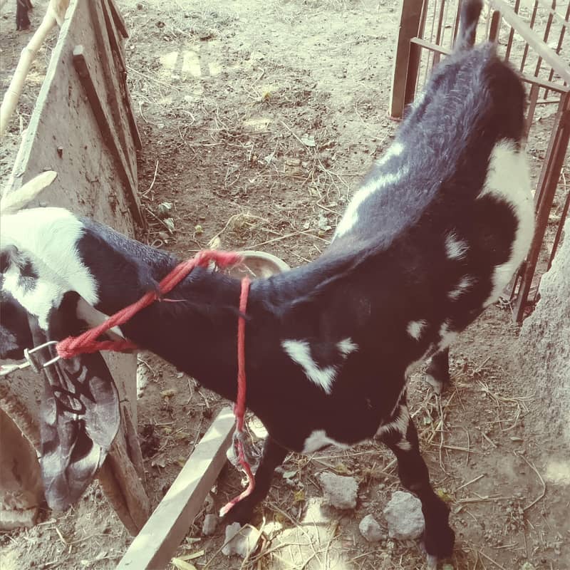 Bakra 0