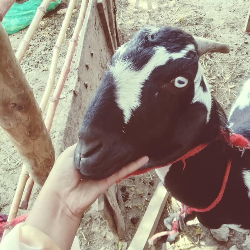 Bakra 1