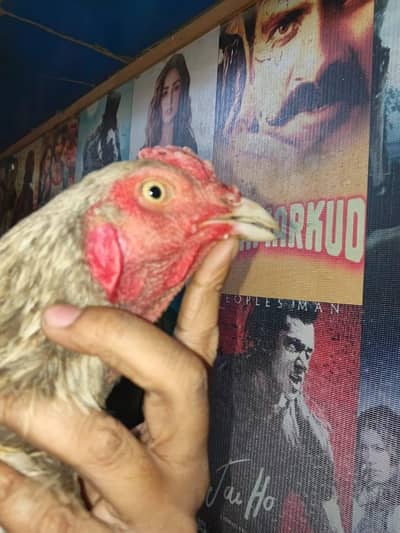 home breed healthy and active walati murga