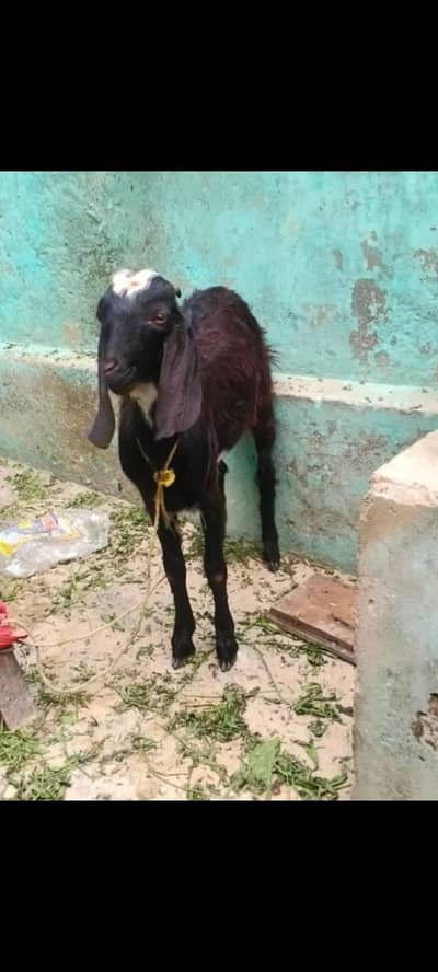 Bakra for qurbani 2026