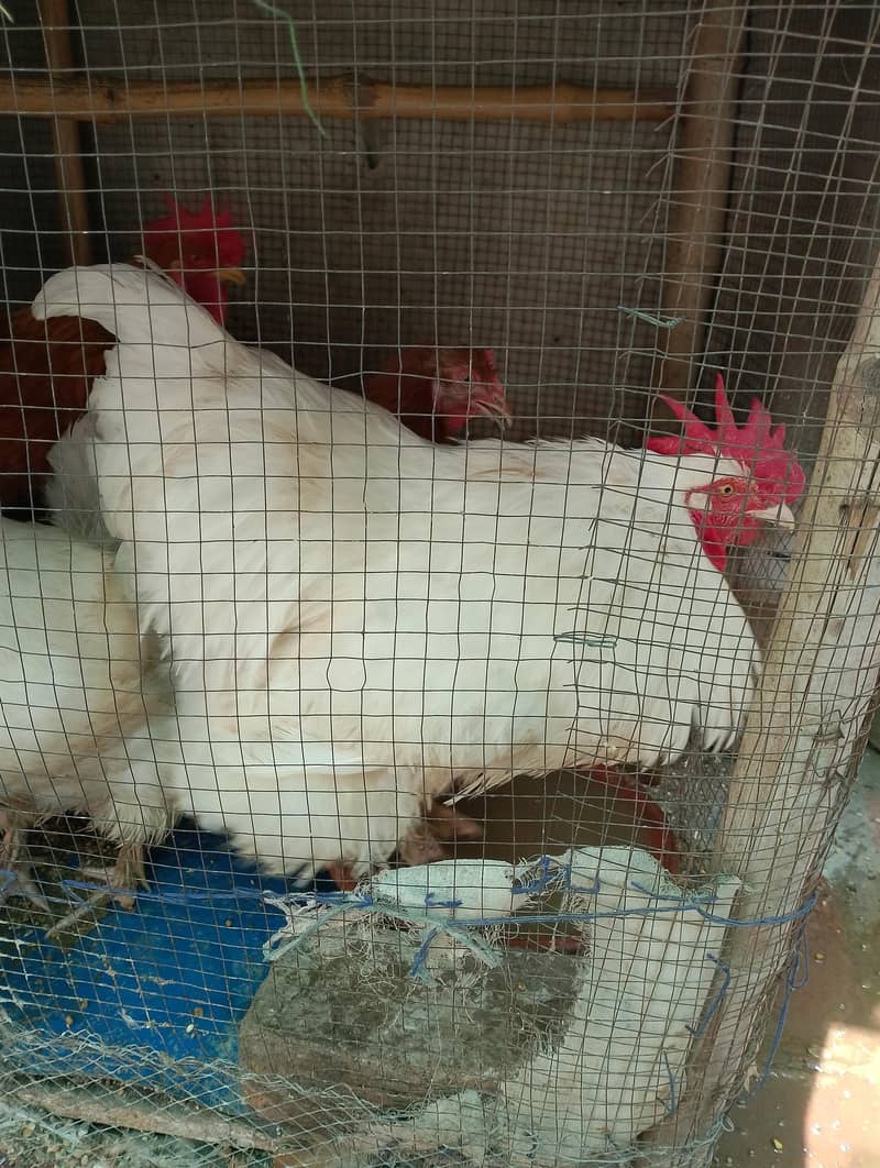 fancy buff white pair 1