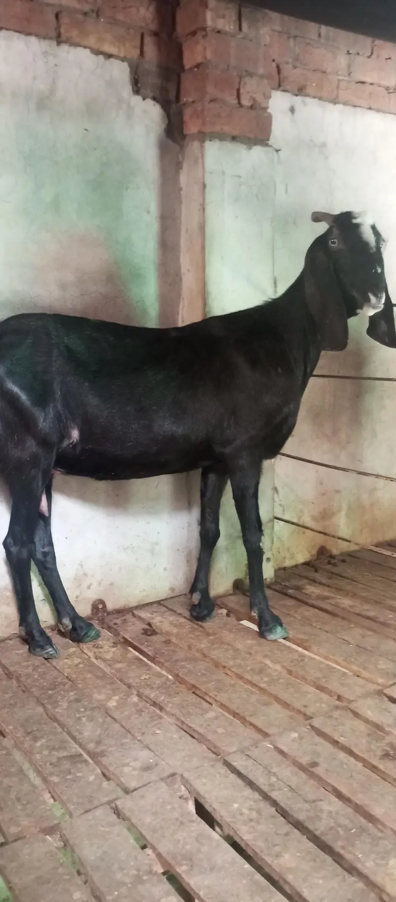 goat for sell — photo 2