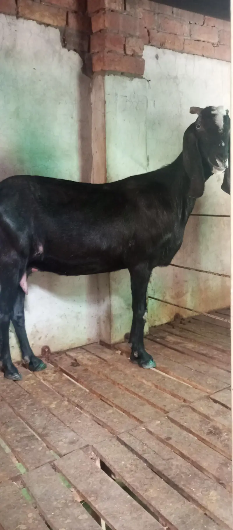 goat for sell — photo 3