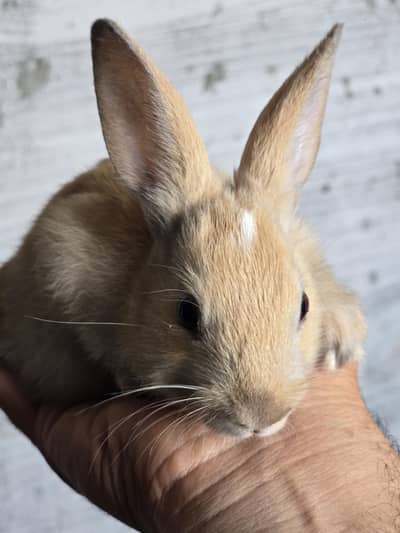 Rabbit Bunnies