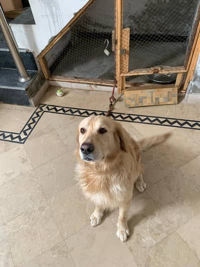 Golden Retriever Male