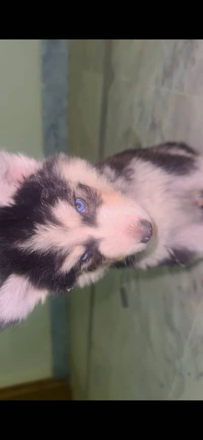 Husky