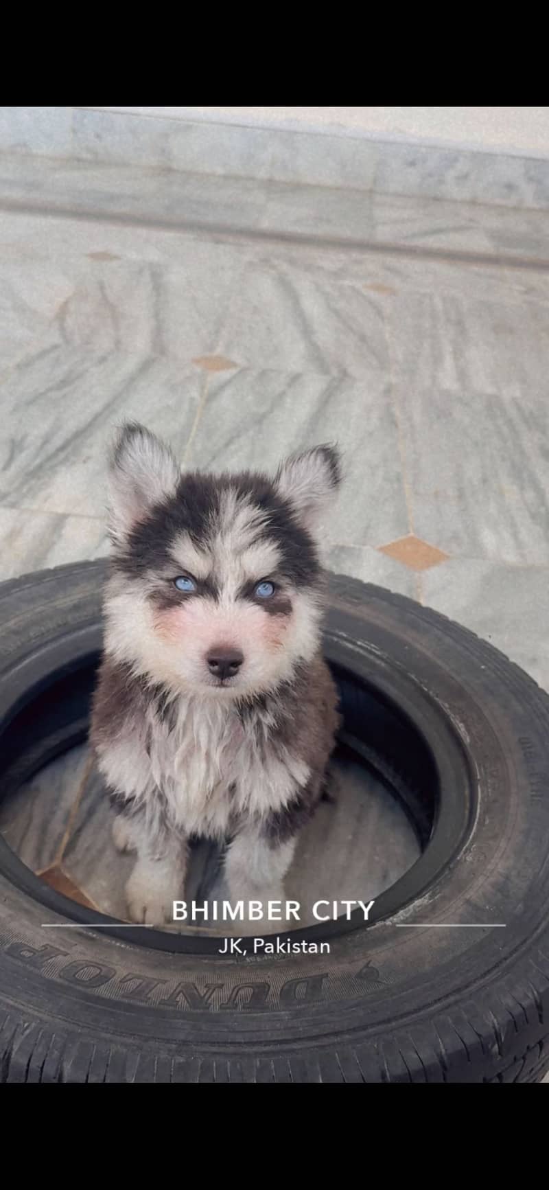 Husky 1