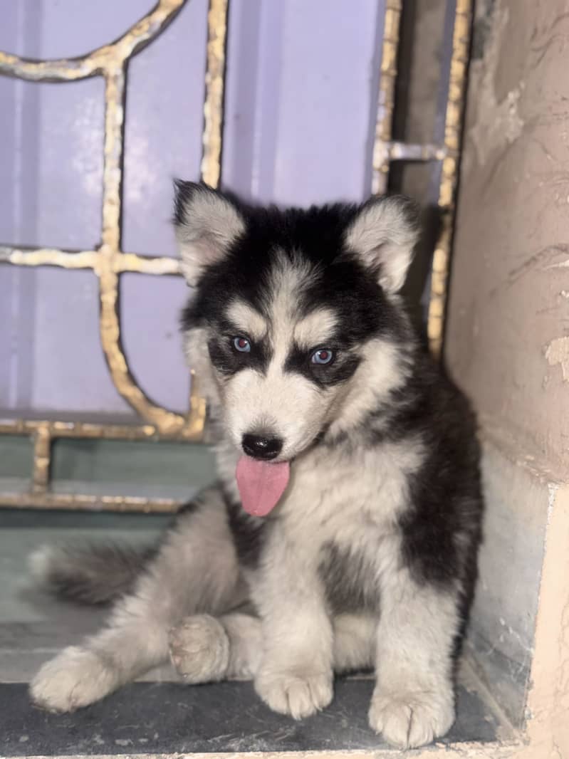 Husky 2