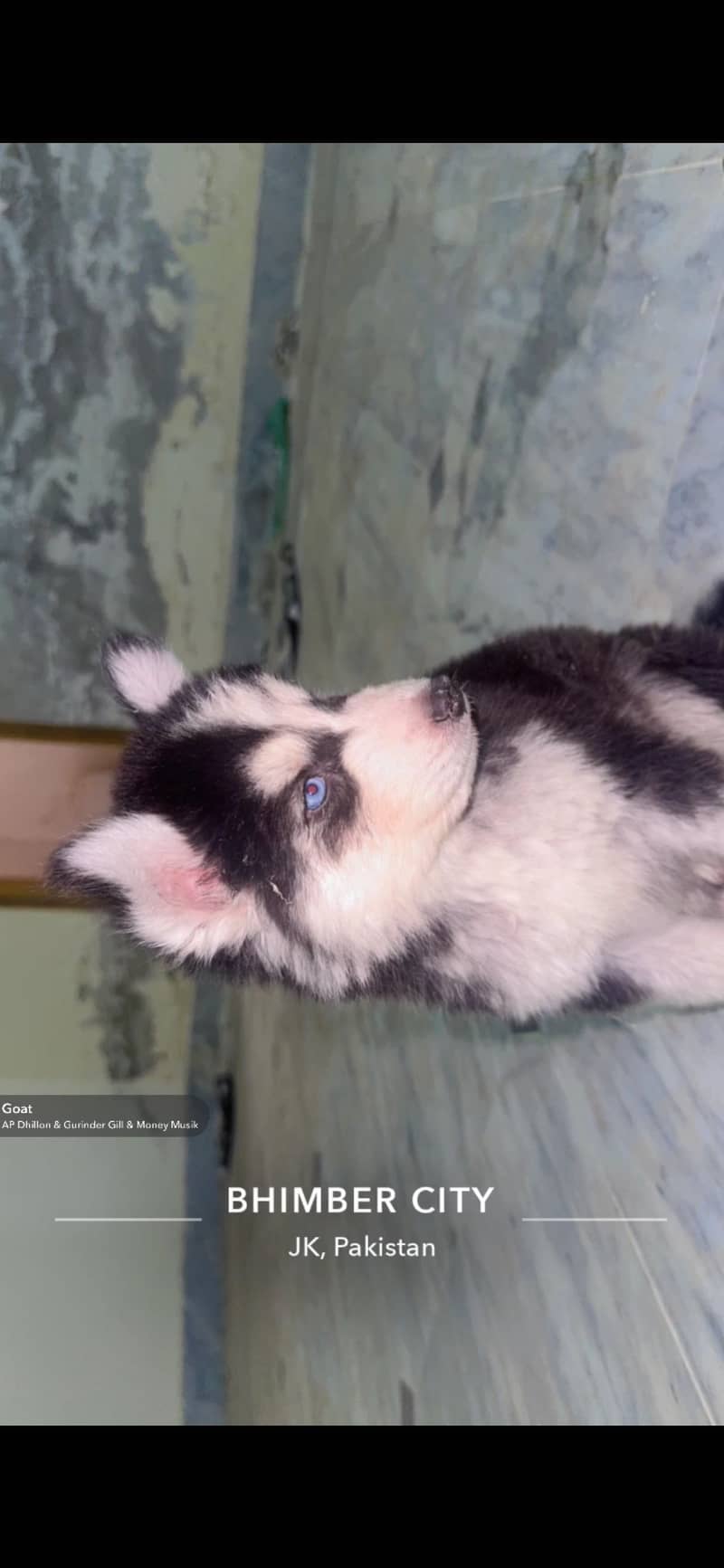 Husky 3