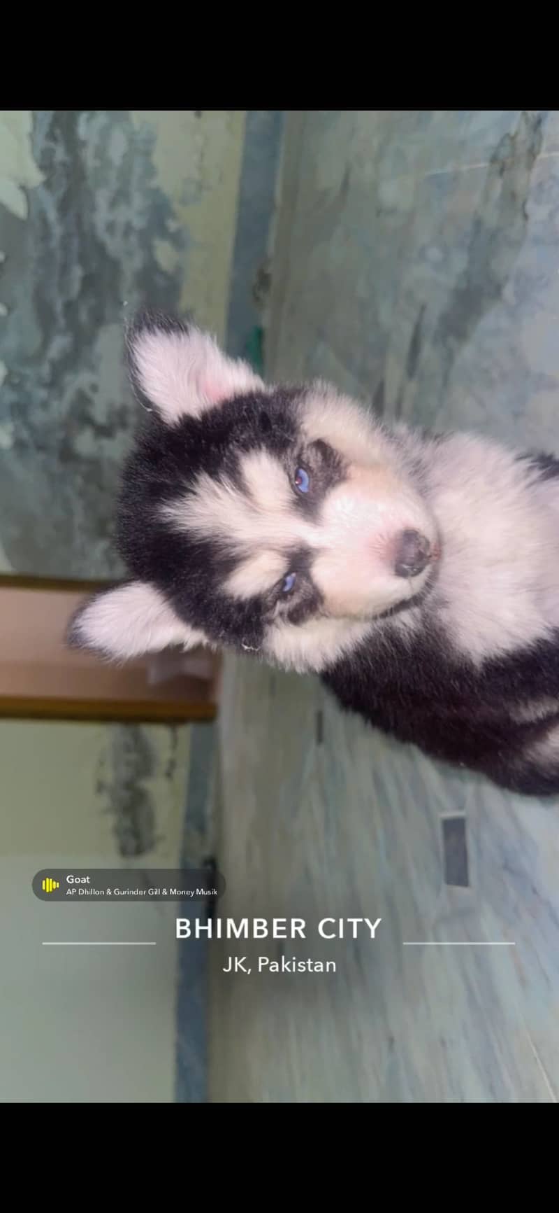 Husky 4