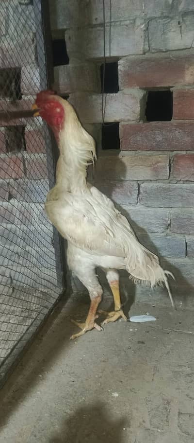 Top quality birds mashaAllah White King Shamo available white shamo