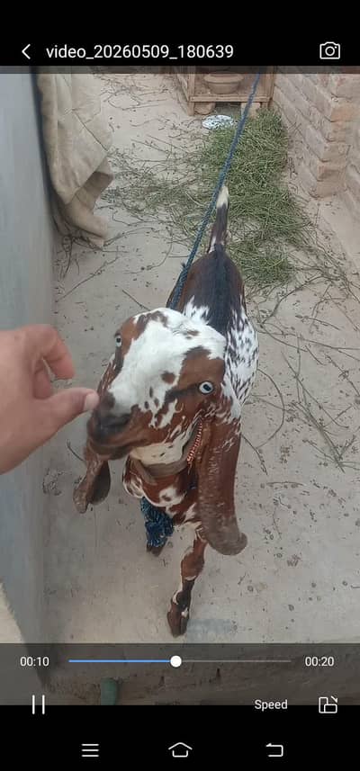 pure desi breed female patah h  shok wali cheez h