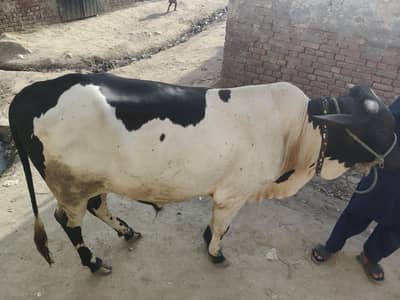 qurbani ka bachra