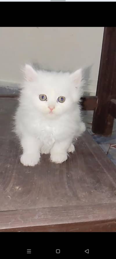 I have 5 baby cats  for sale