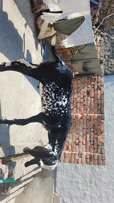 goat selling