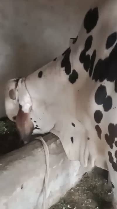 Big white bull