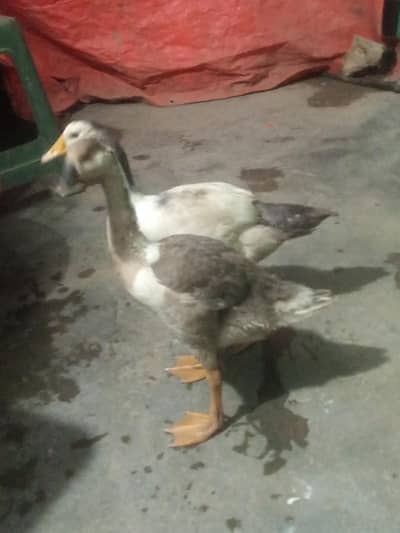 duck      male female