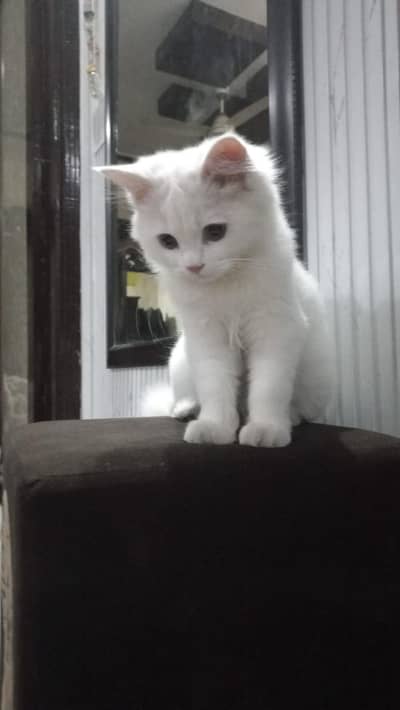 Persian male  kitten