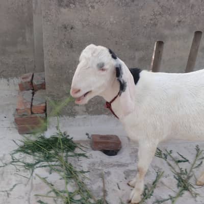 2onda bakra