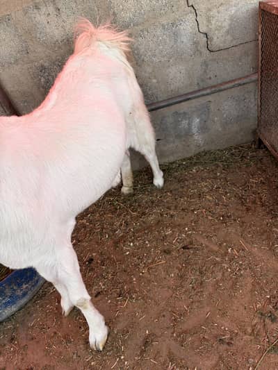 Goat Bakri Gulabi