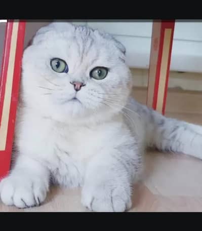 Scottish fold kittin for sell. 0313 4935014