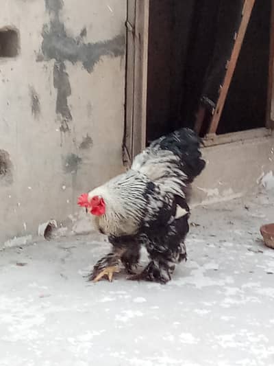 Columbian Brahma available for Sale