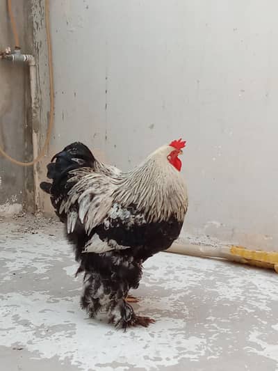 Black Brahma available for Sale