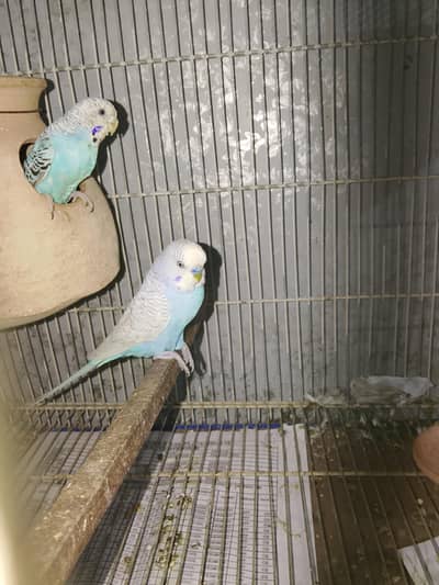 BUDGIES