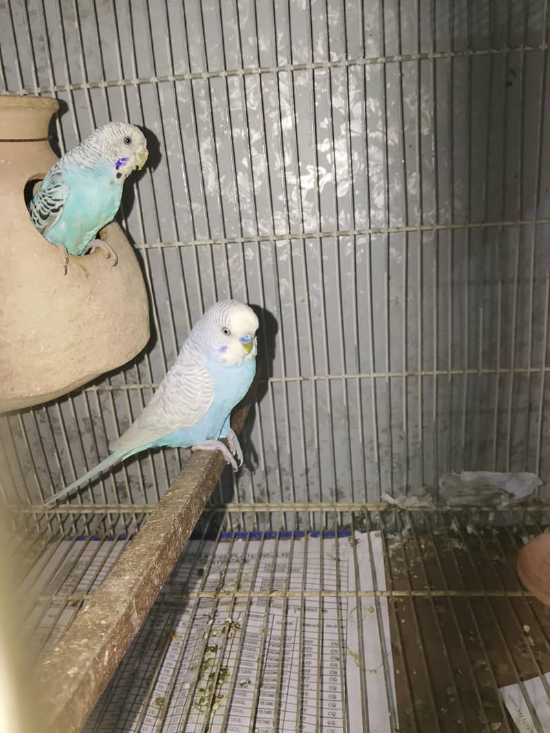 BUDGIES 0