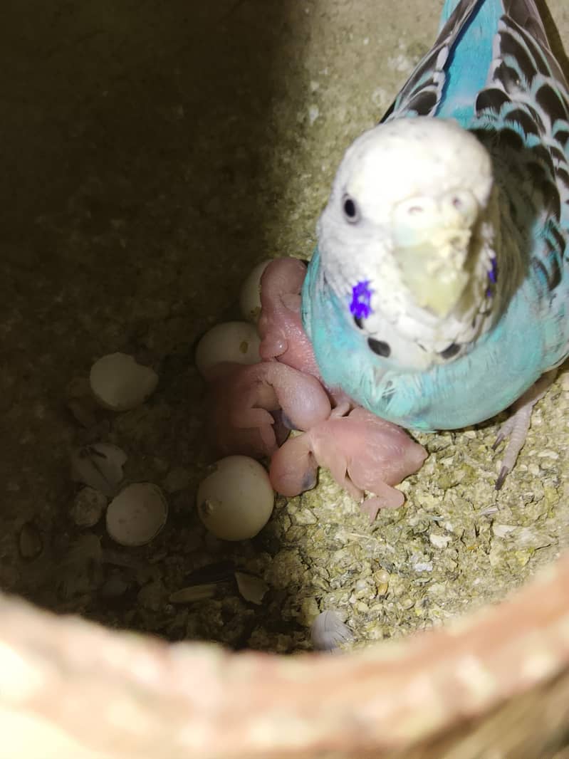 BUDGIES 1
