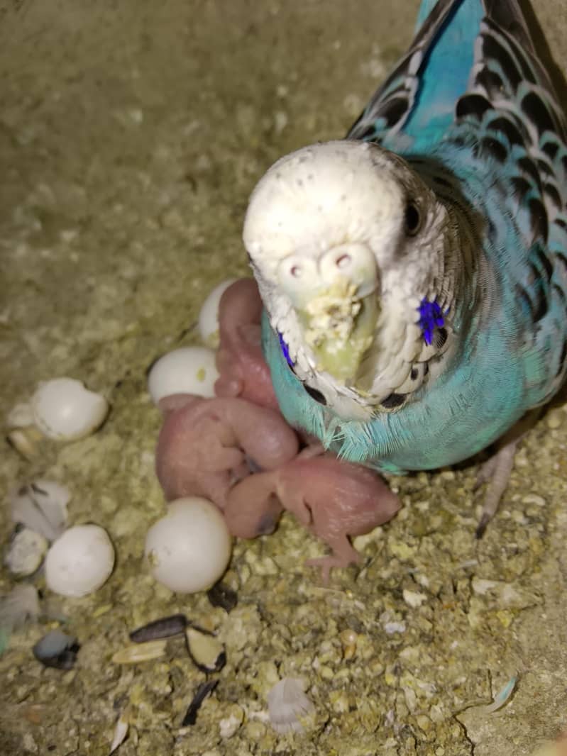 BUDGIES 2
