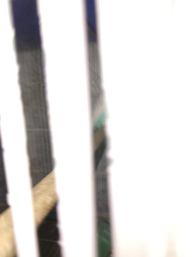BUDGIES 5