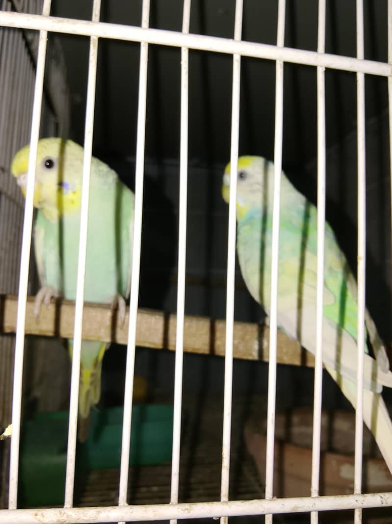 BUDGIES 6