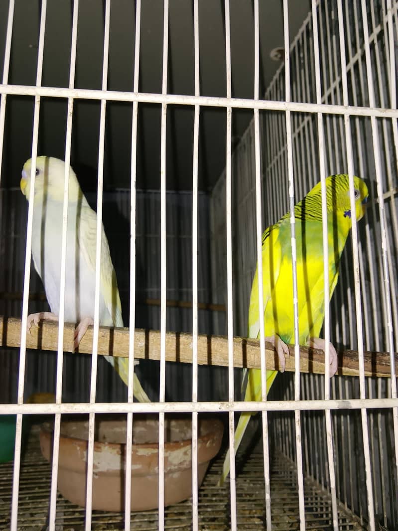 BUDGIES 7