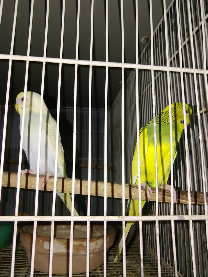 BUDGIES 8