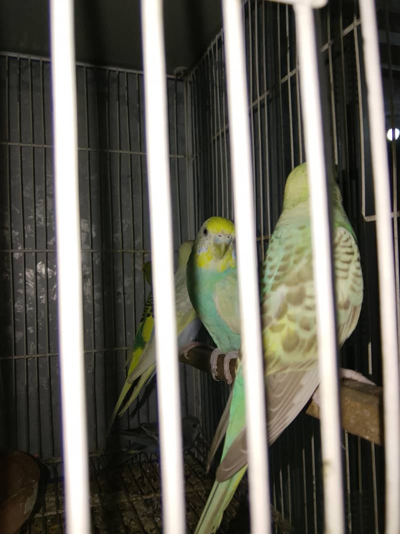 BUDGIES 10